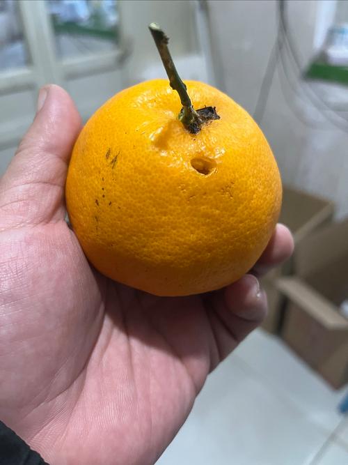 京鲜生 新鲜水果的极致追求与品质生活