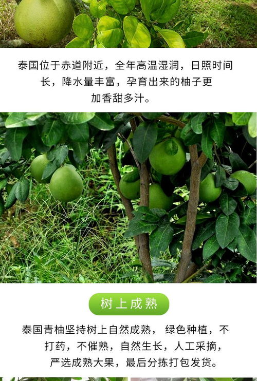 泰国青柚子白心金柚当季新鲜水果泰国特产水果新鲜大柚子水果批发x